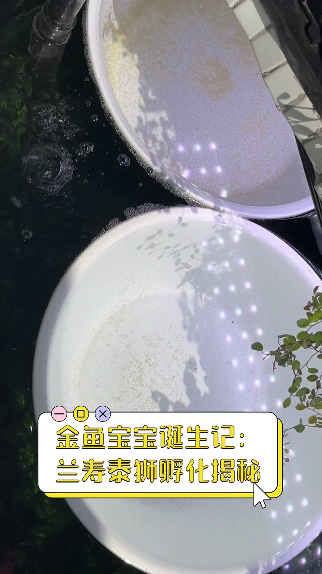 金鱼宝宝诞生记:兰寿泰狮孵化揭秘