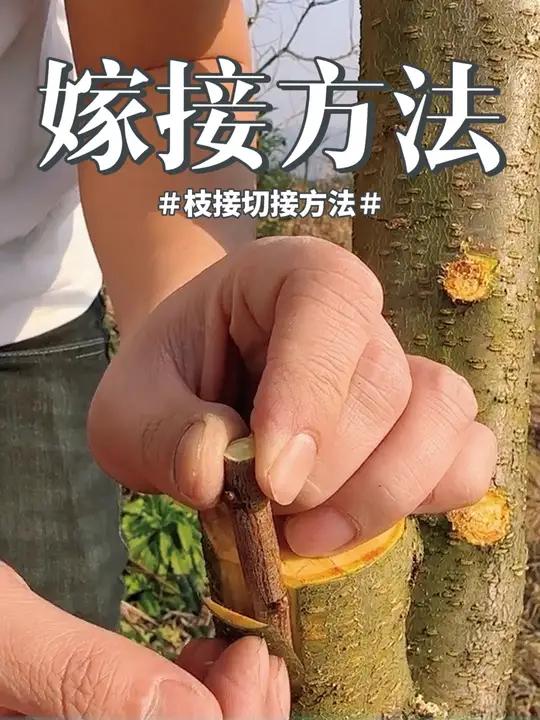 适合高换的一种嫁接方法,记得点赞收藏视频