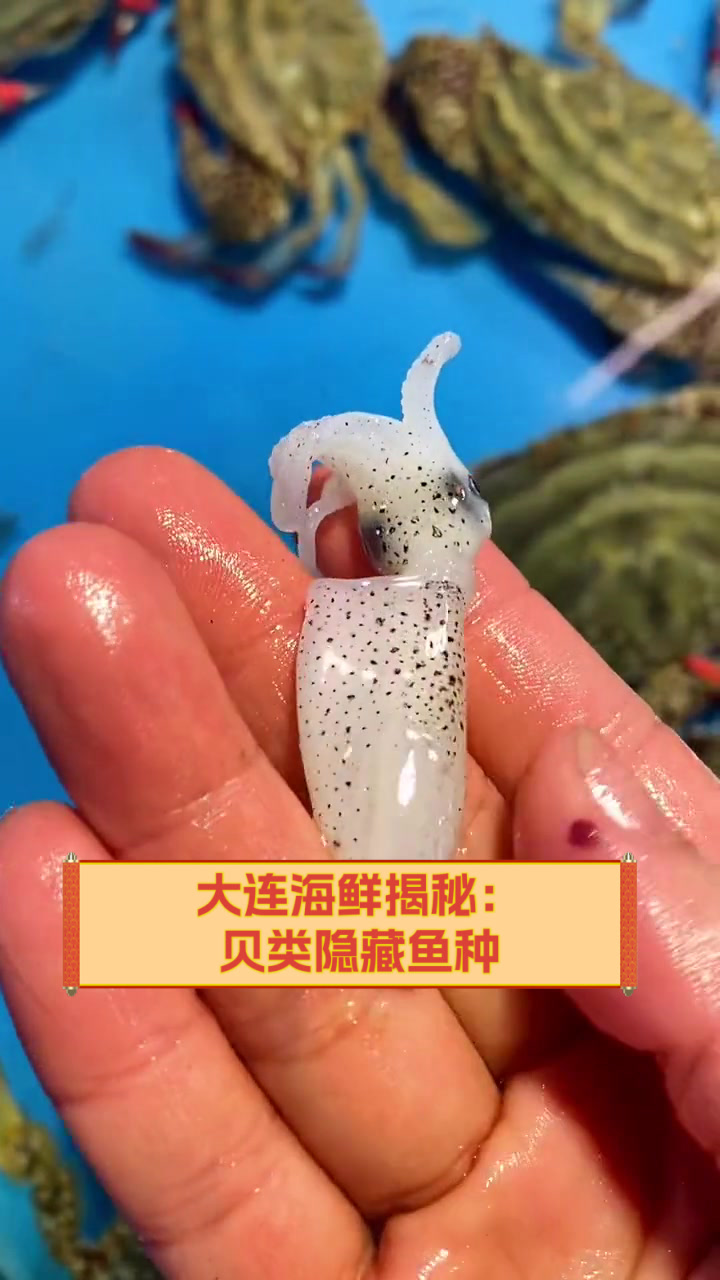 大连海鲜揭秘：贝类隐藏鱼种