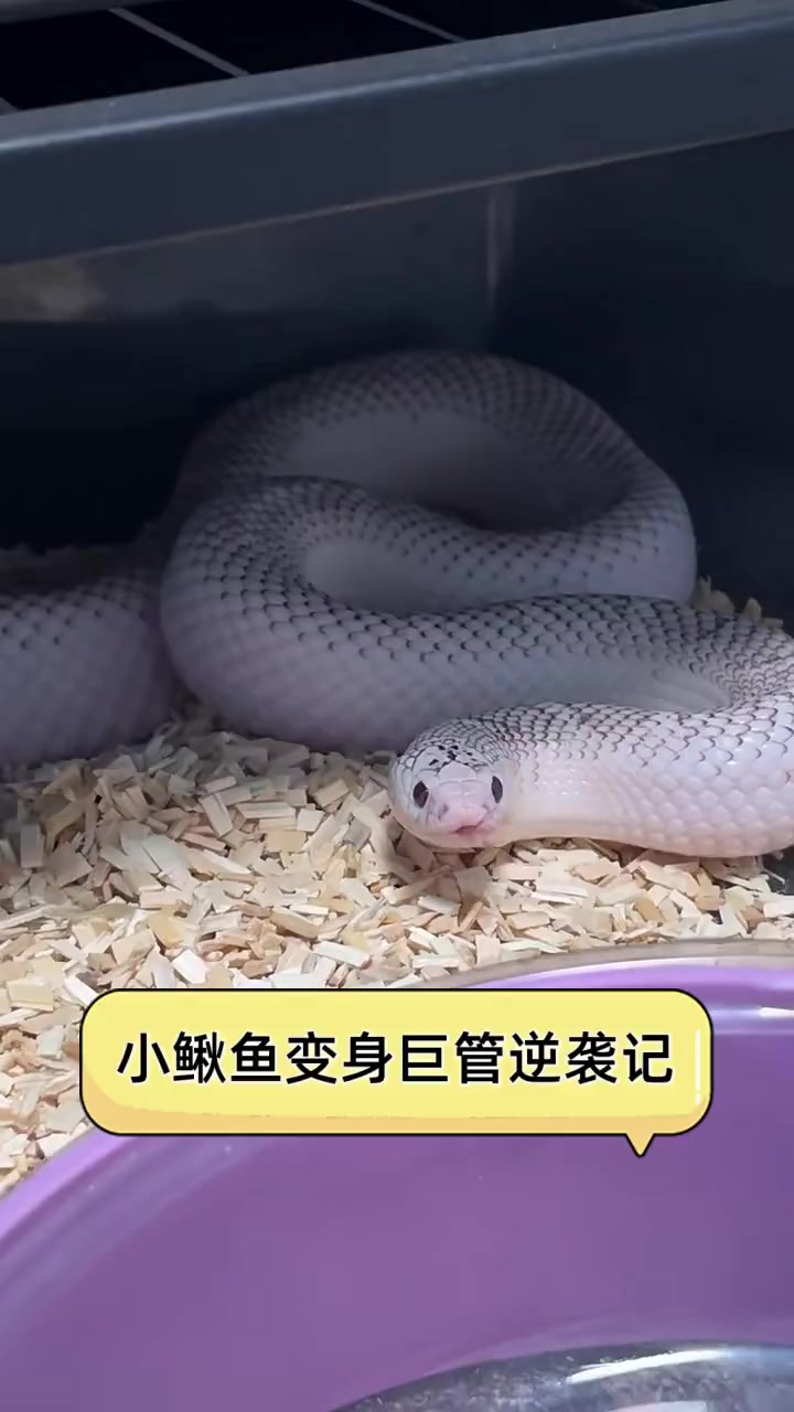 小鳅鱼变身巨管逆袭记