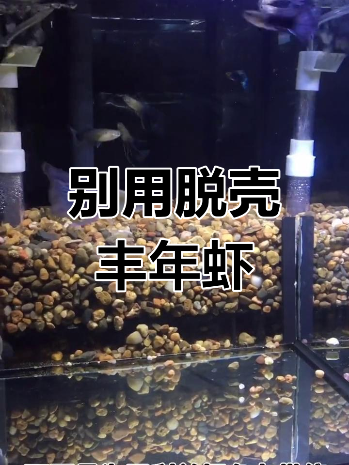 脱壳丰年虾卵不适合喂鱼