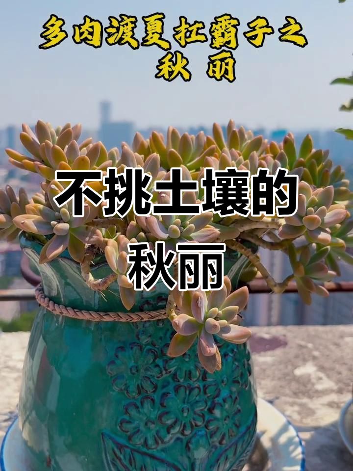 秋丽多肉:高温低温都能轻松应对,光照充足就能健康生长