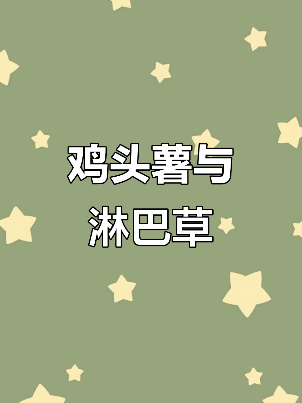 农村常见鸡头薯,竟是淋巴草!