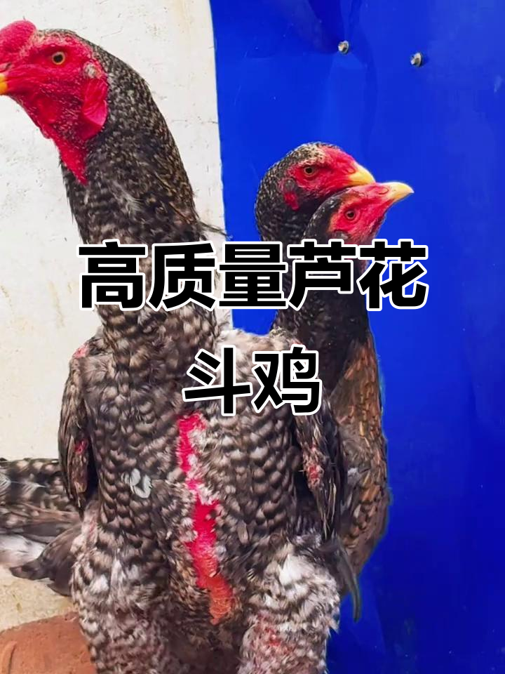 芦花斗鸡大骨架,公母皆为高个儿,毛衣亮丽