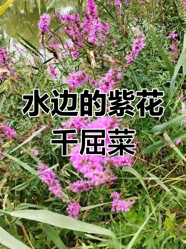 千屈菜:紫色伞状花的水边植物