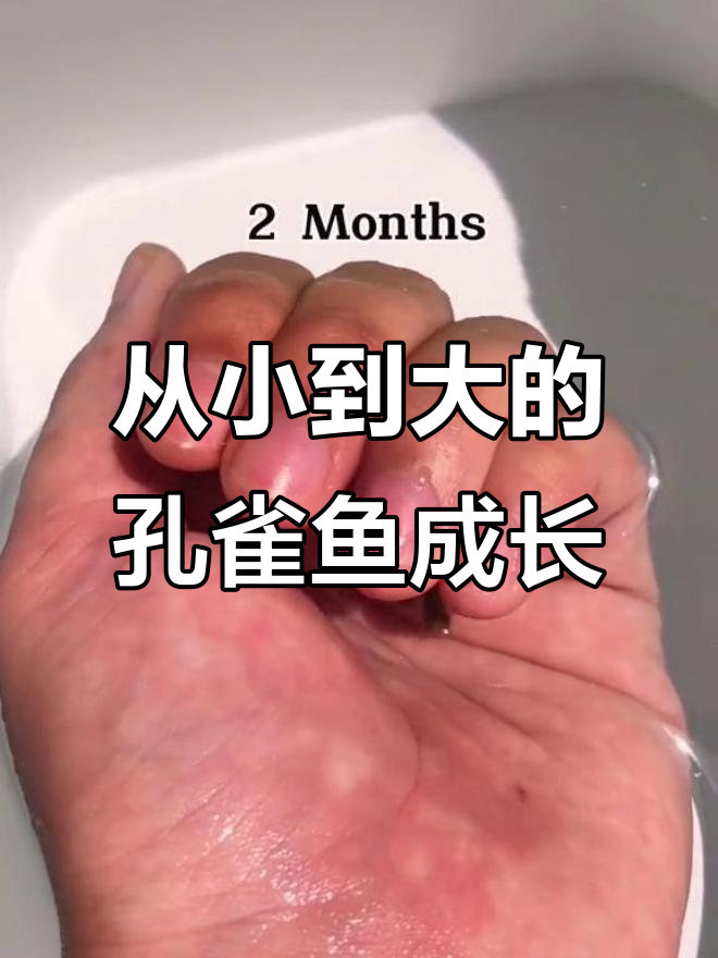 从零开始养白金红尾象耳孔雀鱼，成长过程超有成就感