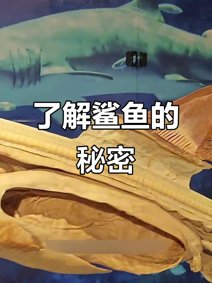 鲨鱼牙齿、鳍与肝脏大揭秘,原来这就是“鱼翅”!