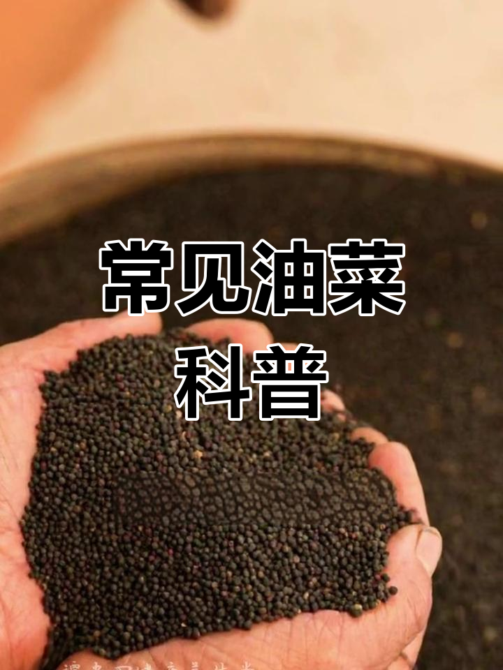 油菜:蔬菜中的宝藏