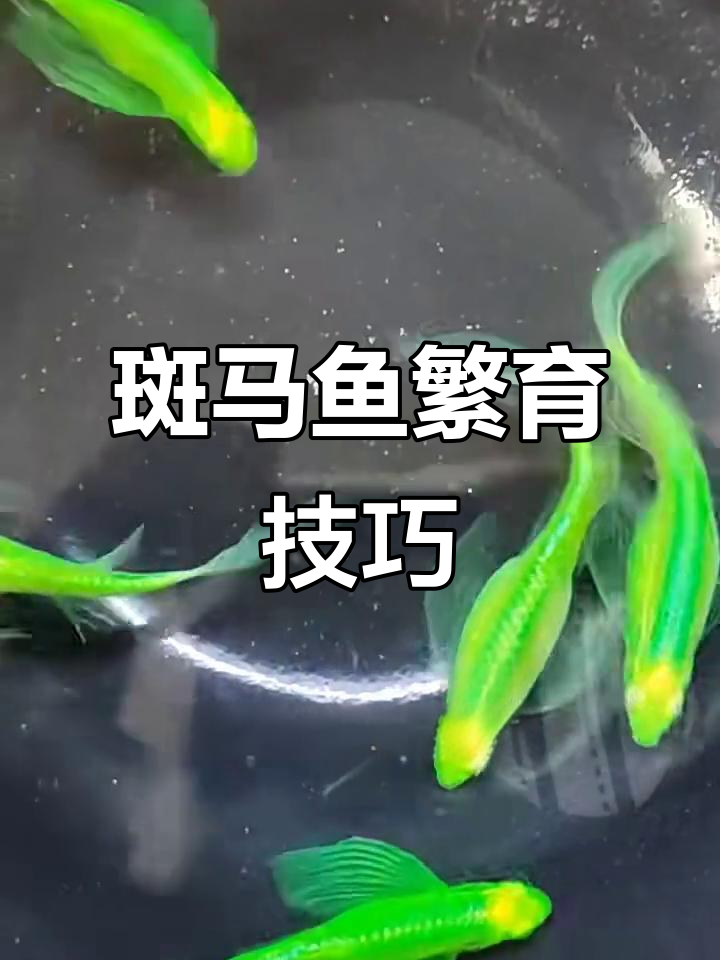 翡翠蝶翼斑马繁殖全攻略:从缸到篮,轻松搞定