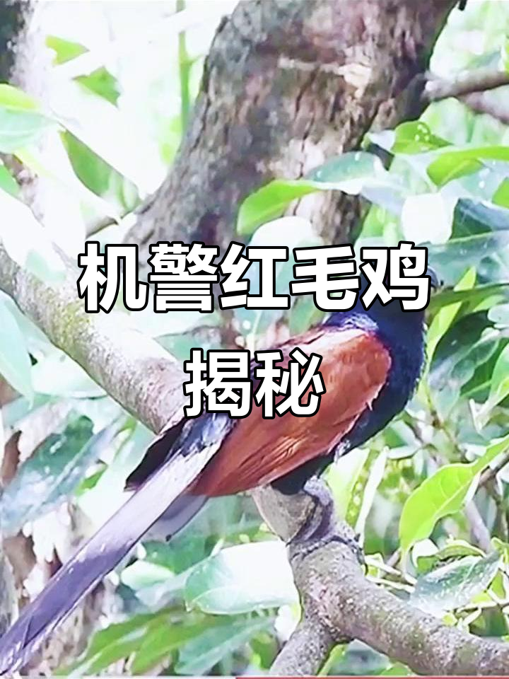 红毛鸡:像狗吠又似母鸡,机警躲藏的亚洲鸟类