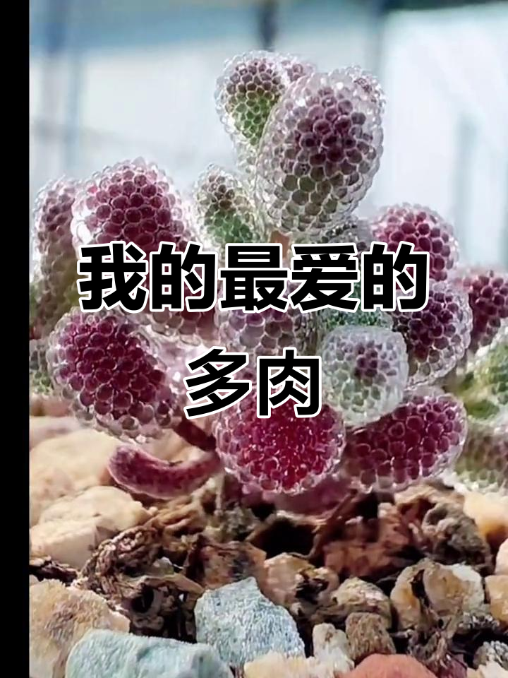 笨吧与枝干番杏:我的最爱多肉植物