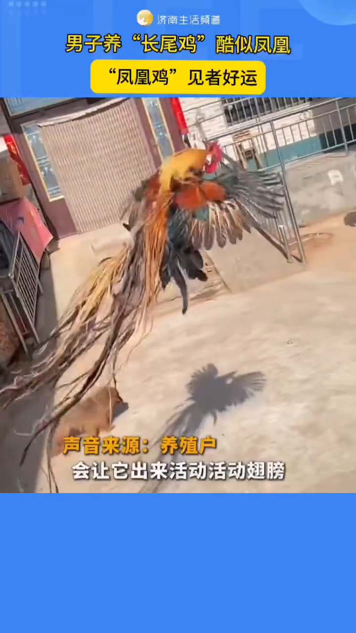 男子养“长尾鸡”酷似凤凰,“凤凰鸡”见者好运