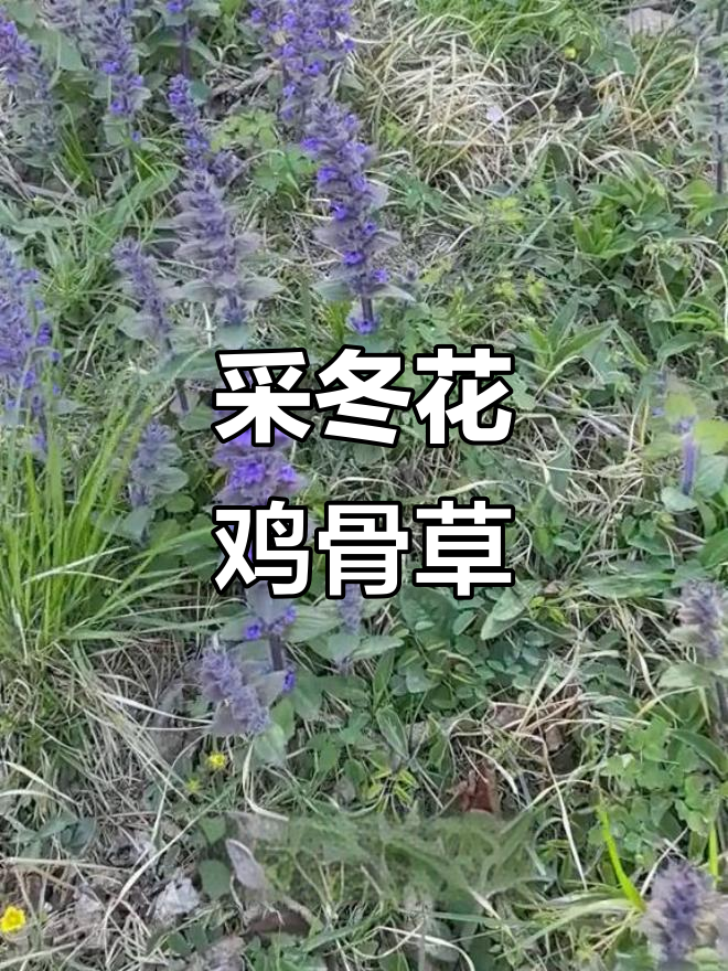 冬花鸡骨草:大自然的美丽馈赠,野菜采摘乐趣多