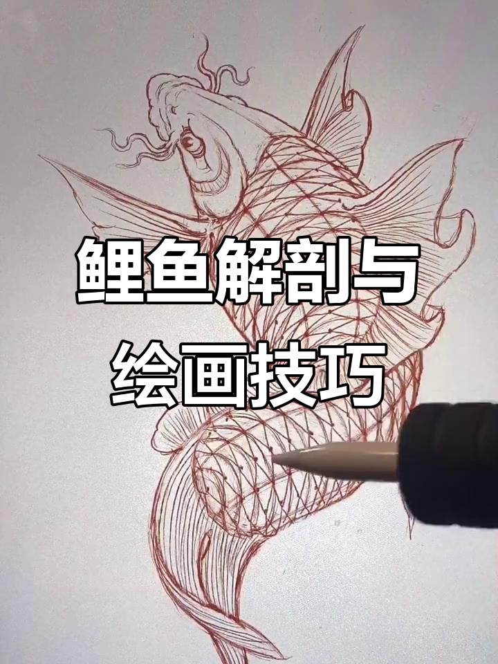 鲤鱼结构全解析：从头部到鳍部的细致画法