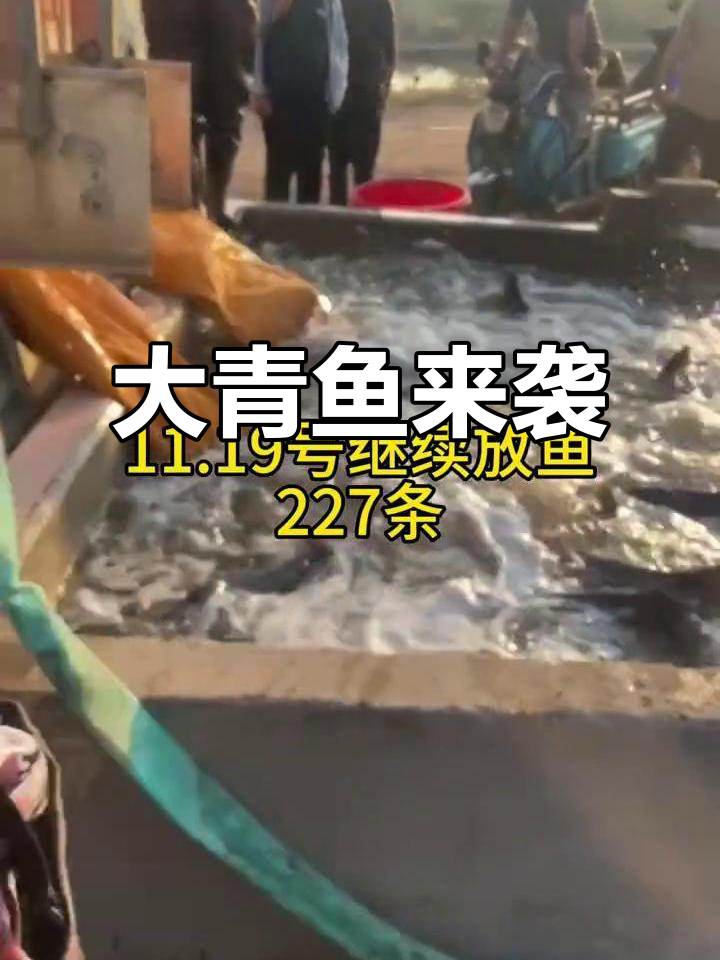 明天8点,鱼丰钓场再放200多条大青鱼!