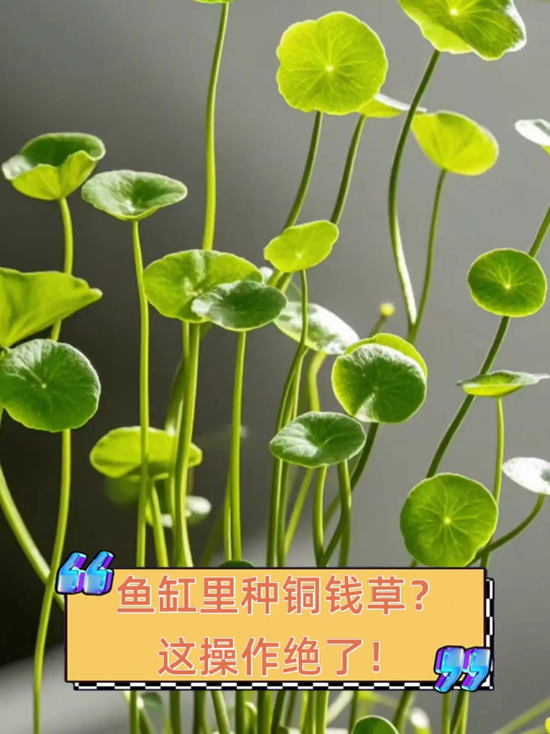 鱼缸里种铜钱草?这操作绝了!