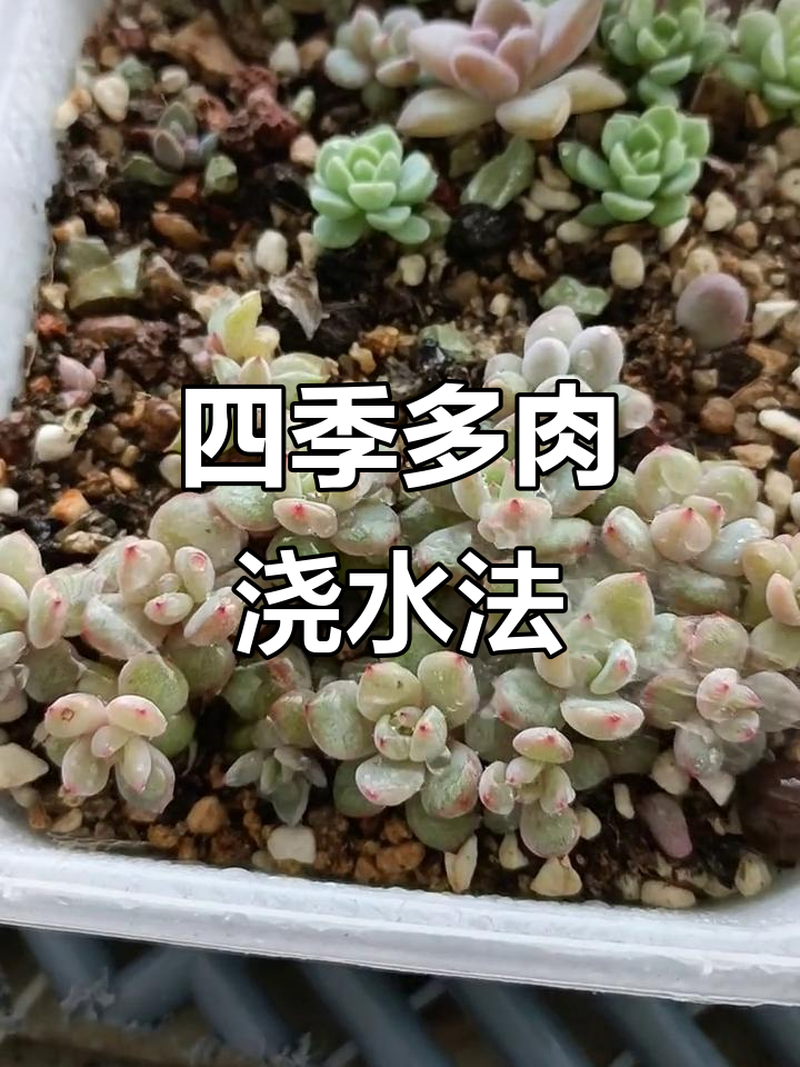 多肉植物浇水技巧,掌握这些让你养好多肉