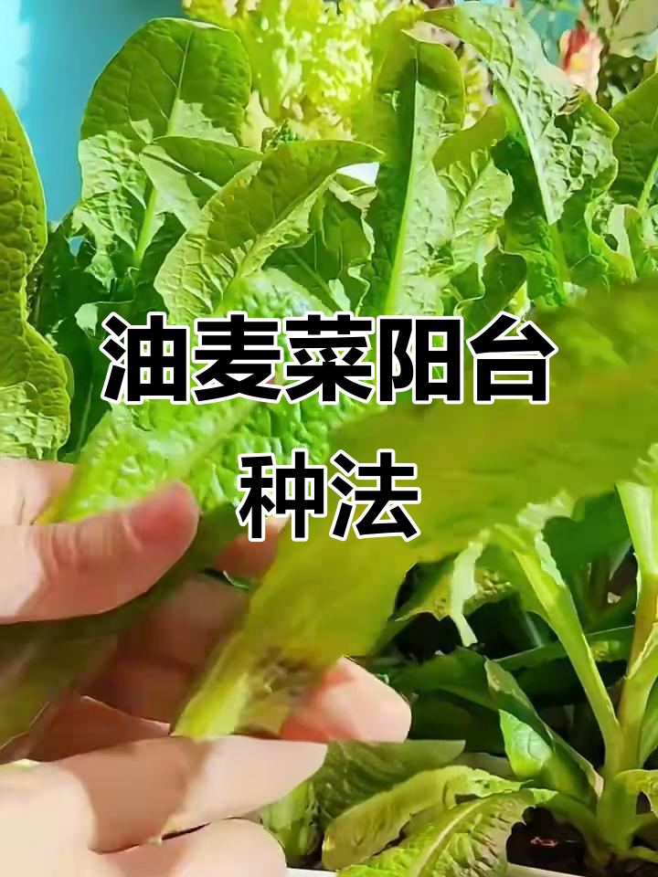 家庭阳台油麦菜种植全攻略,轻松上手!