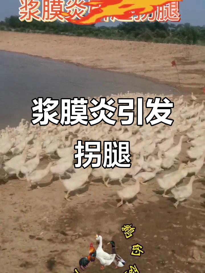浆膜炎导致鹅拐腿,现场实拍症状表现