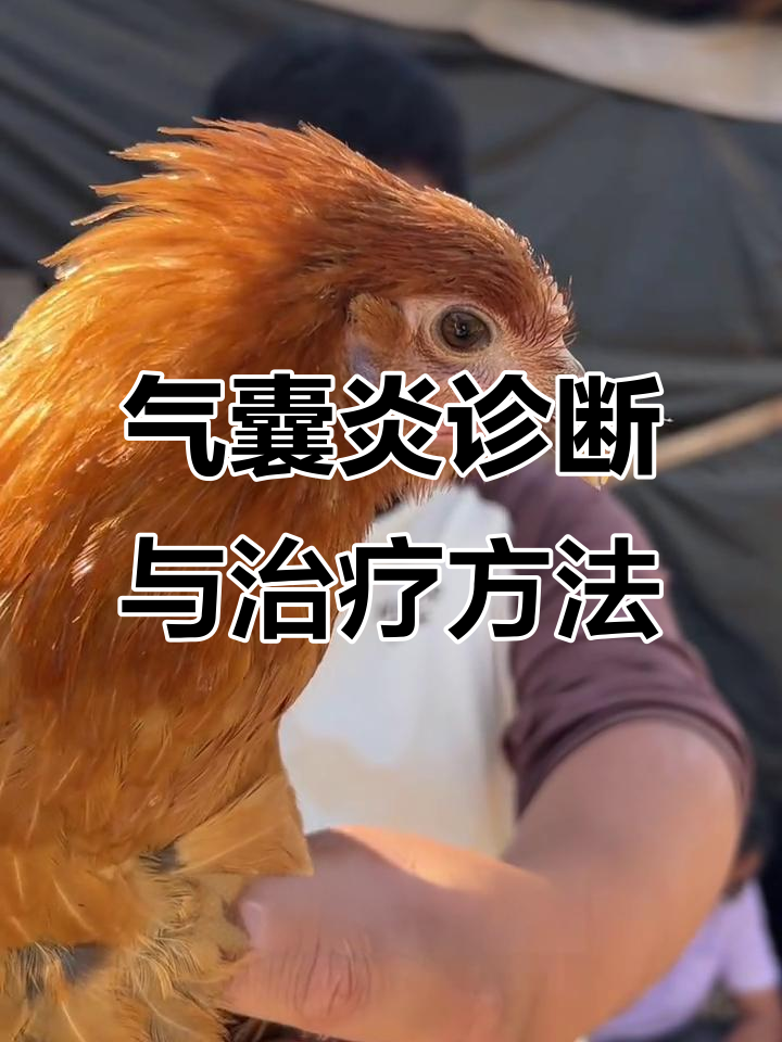 判断气囊炎的简单方法,如何治疗鸡的气囊问题