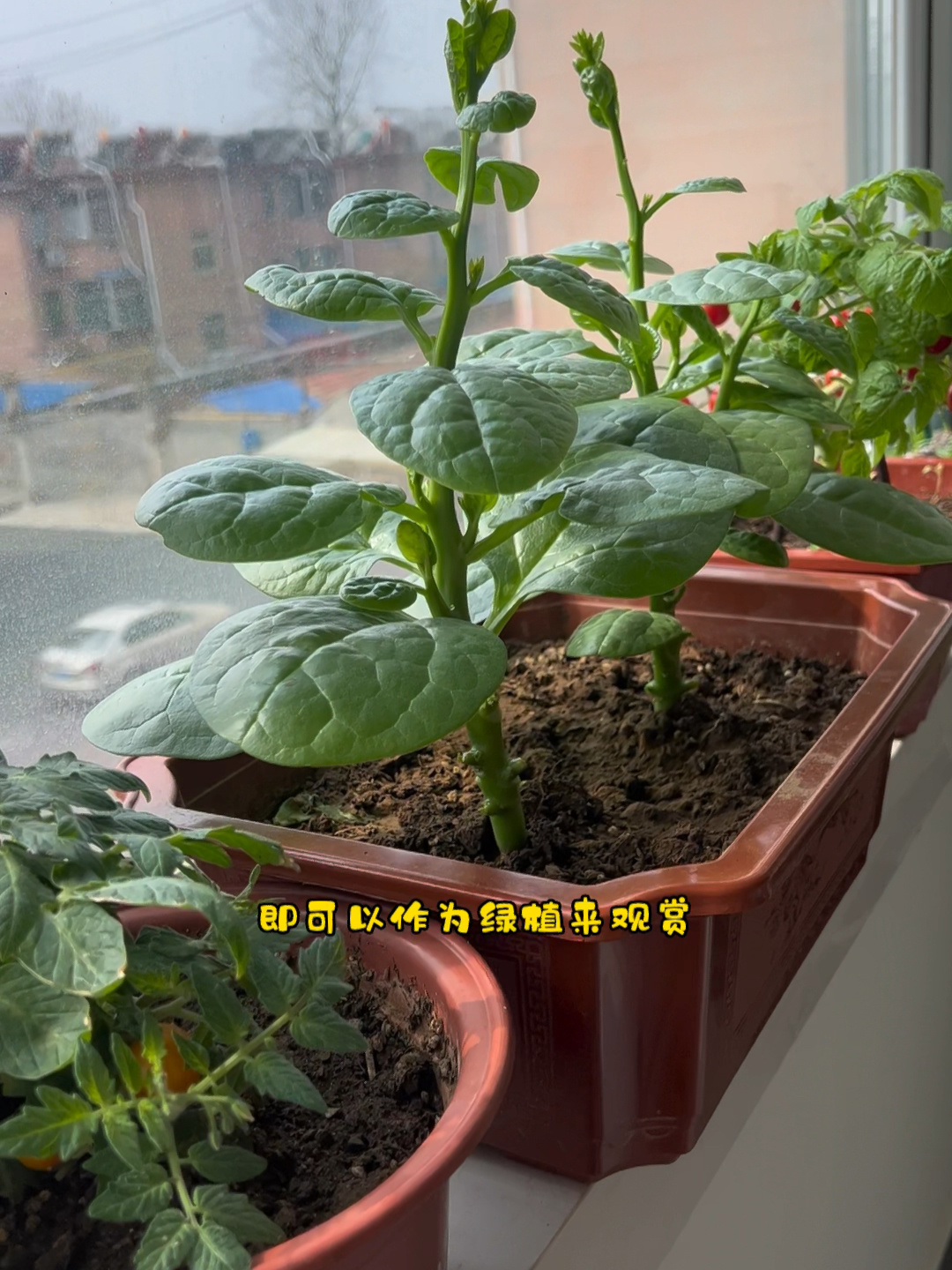 大叶木耳菜种植教程