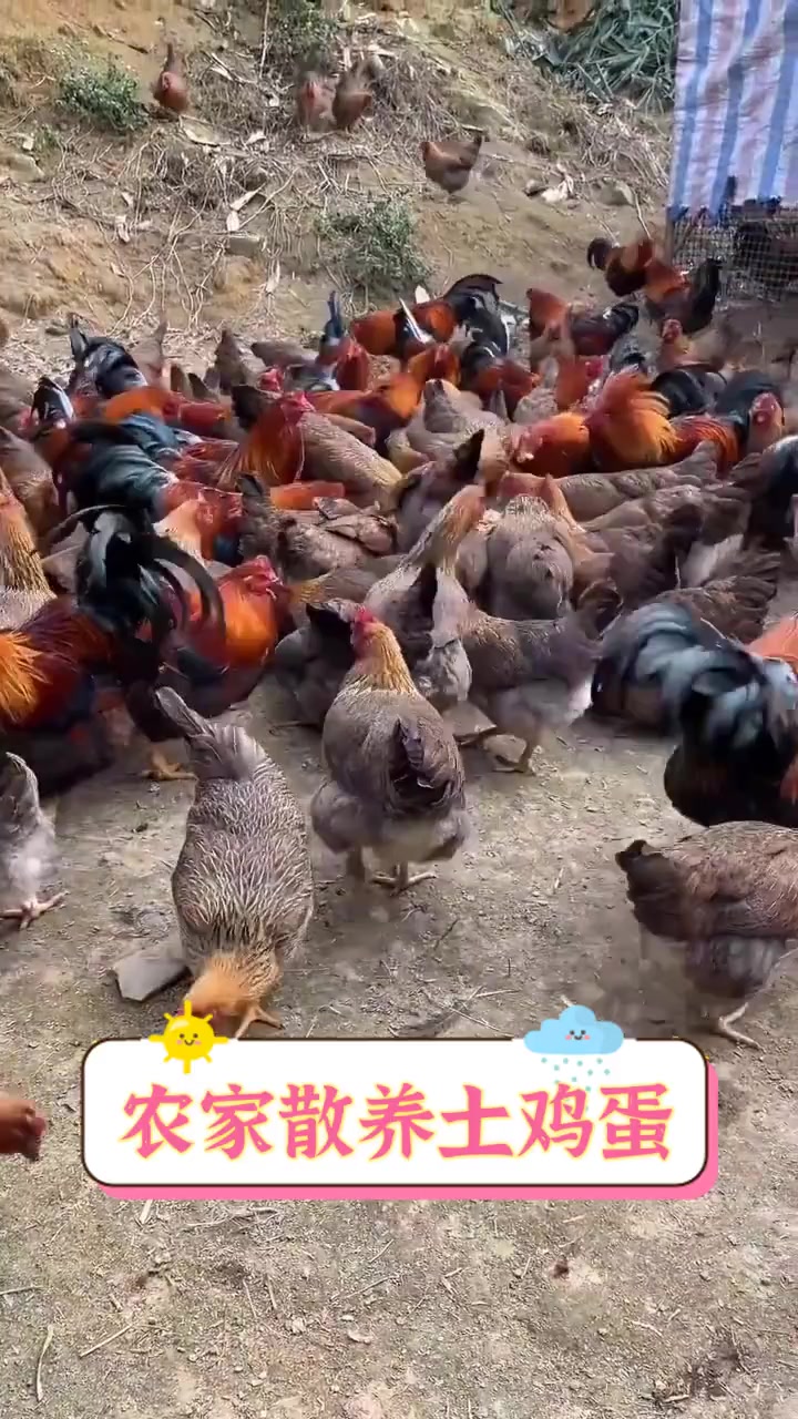 农家散养土鸡蛋