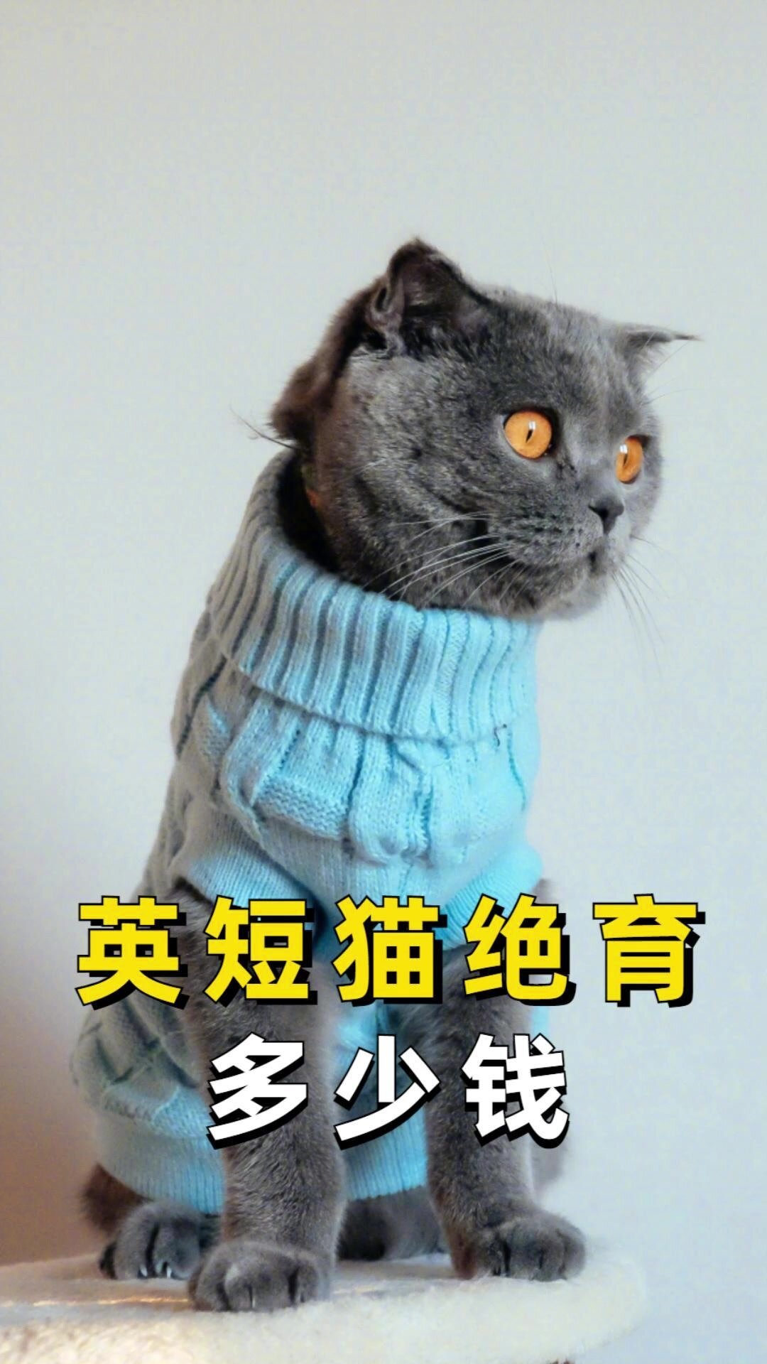 英短猫绝育准备多少钱?你知道吗?