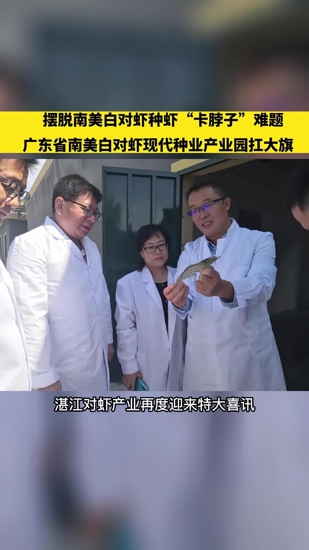 打破国外种虾公司的垄断,研发出生产性能超进口种虾的国产种虾!今年6月,由广东海洋大学牵头实