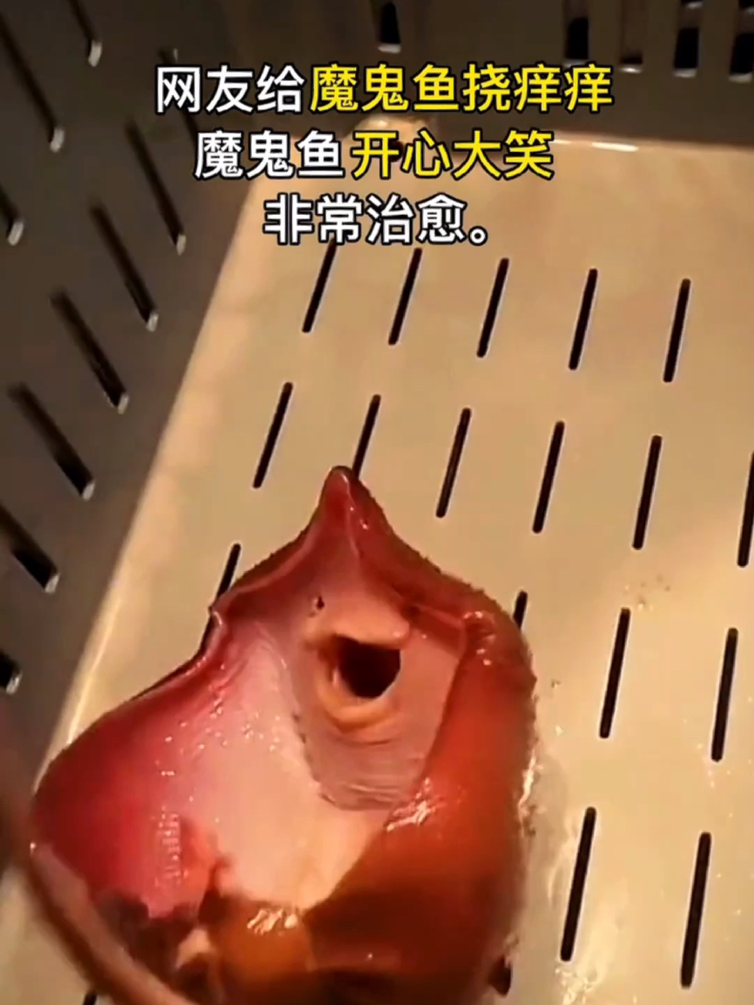 魔鬼鱼:笑着对你说“国粹”