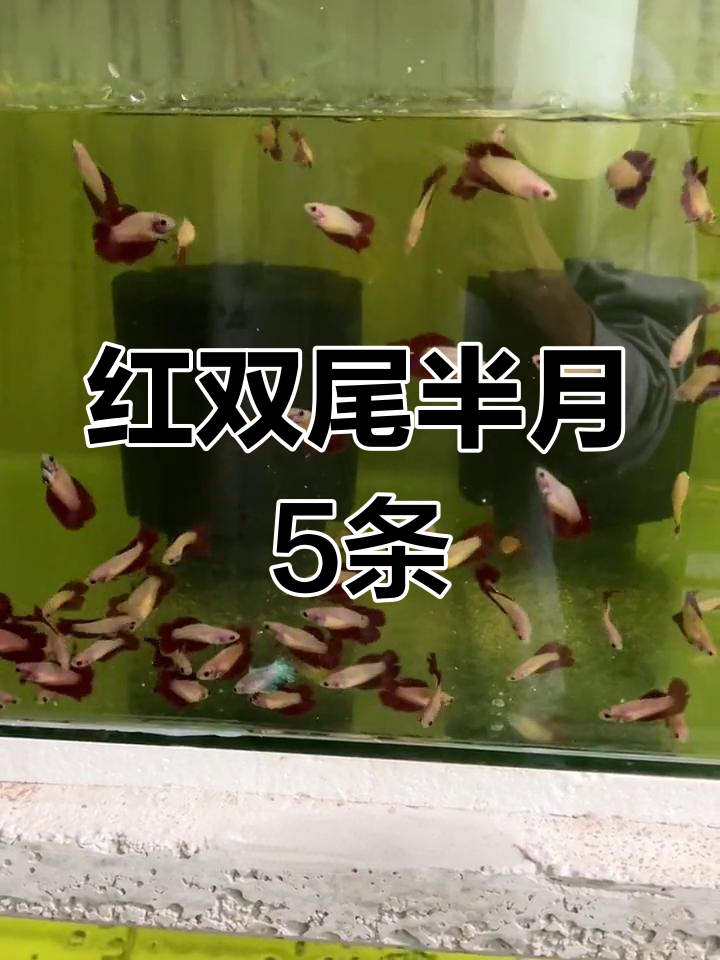 红色双尾半月母鱼混养体验