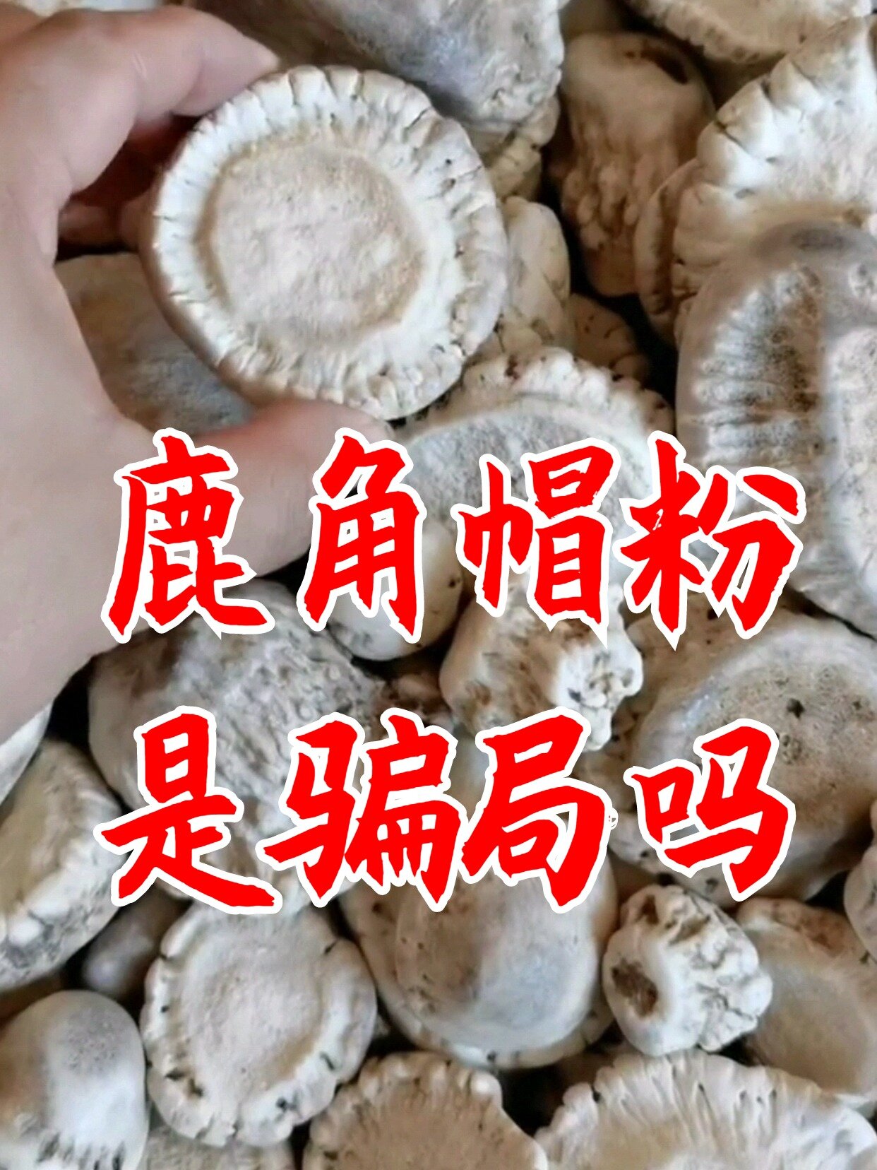 鹿角帽粉真的有用吗?鹿角帽粉功效和作用