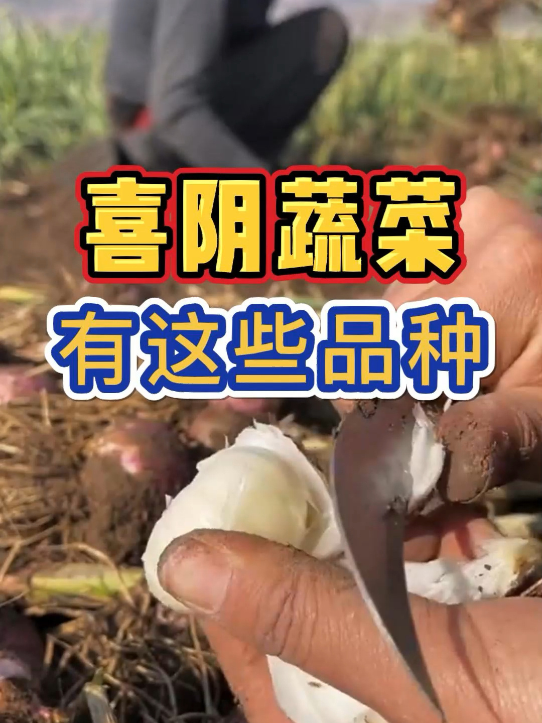 喜阴蔬菜有这些品种