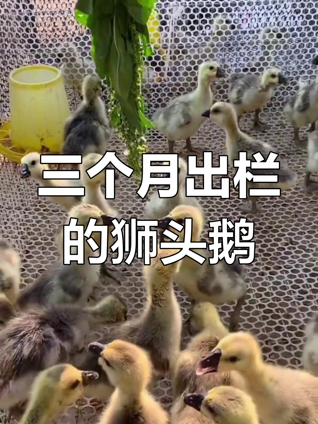 纯种狮头鹅苗,三个月可出栏,养殖技术全程指导