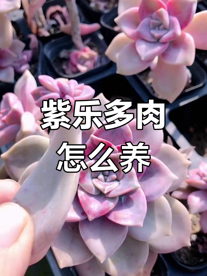 紫乐多肉养护全攻略:如何用土让它更健康