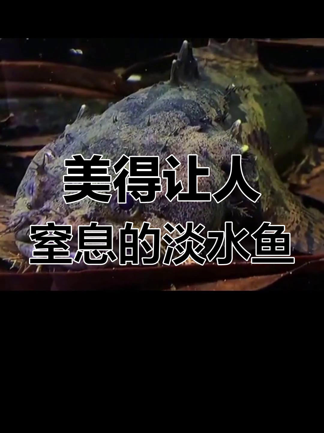 颜值爆表的淡水观赏鱼,美到不敢直视!