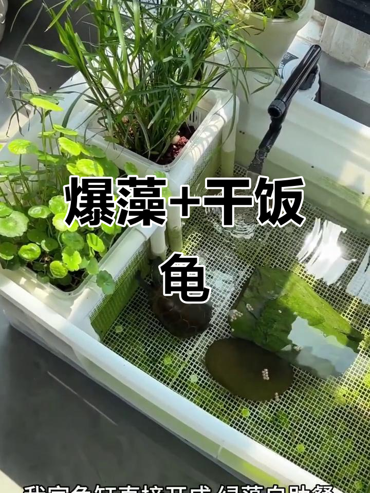 绿藻成灾,虾龟共舞,这缸彻底失控了