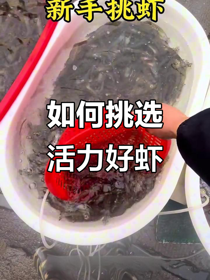 菜市场挑虾小技巧,活力好的都在边上