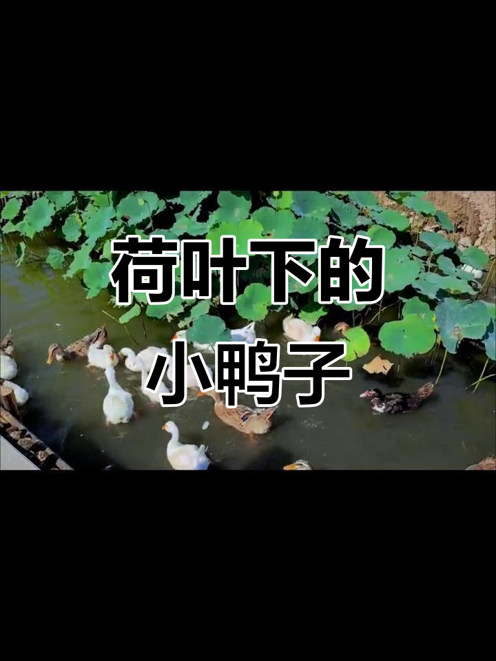 荷叶下的可爱宠物鸭,尾巴翘得老高