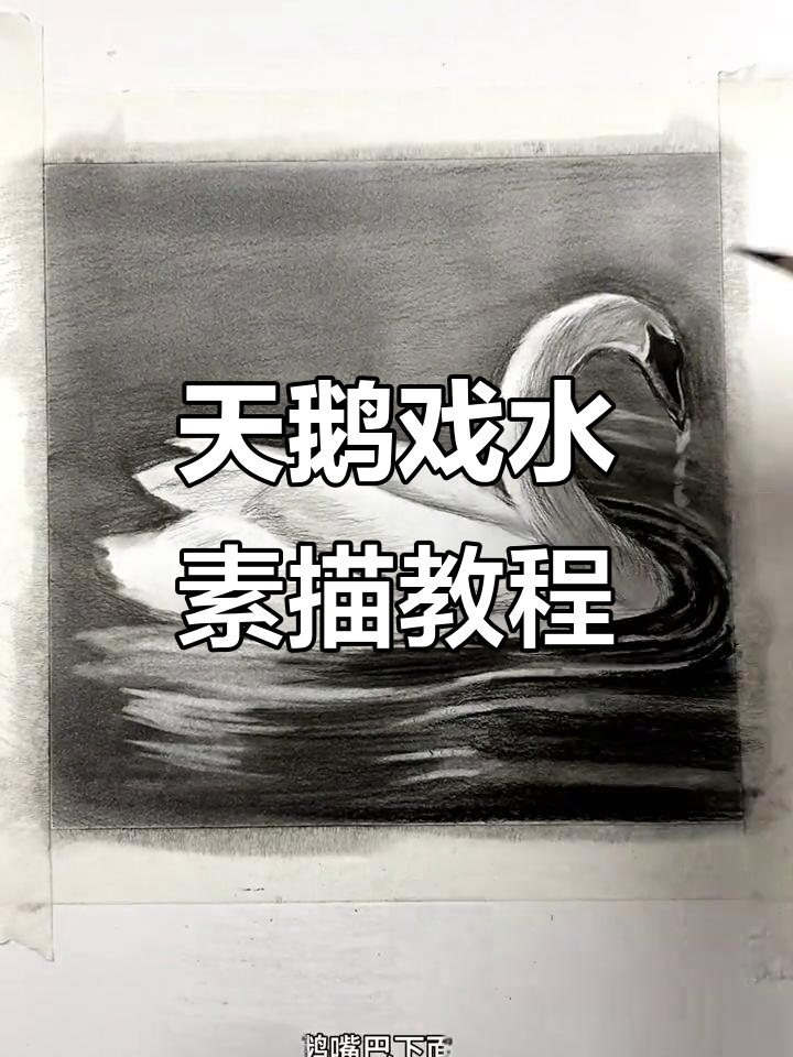 画出栩栩如生的天鹅戏水图,轻松掌握素描技巧