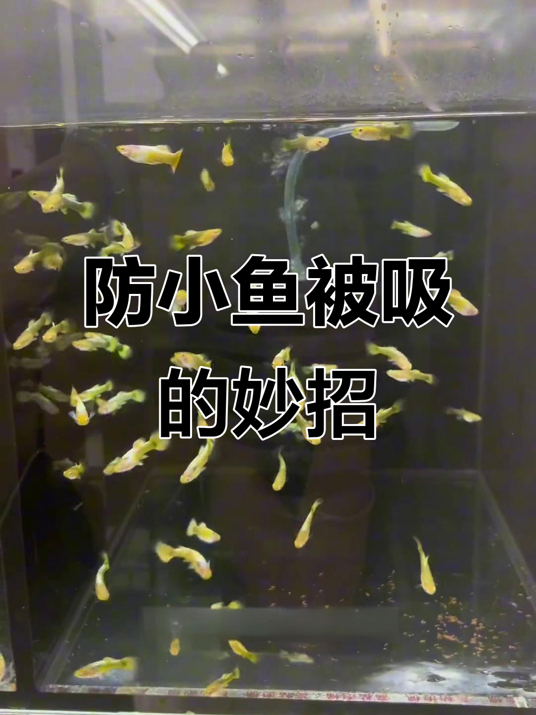 如何防止小鱼被吸走?这款水窑井让鱼缸更稳定