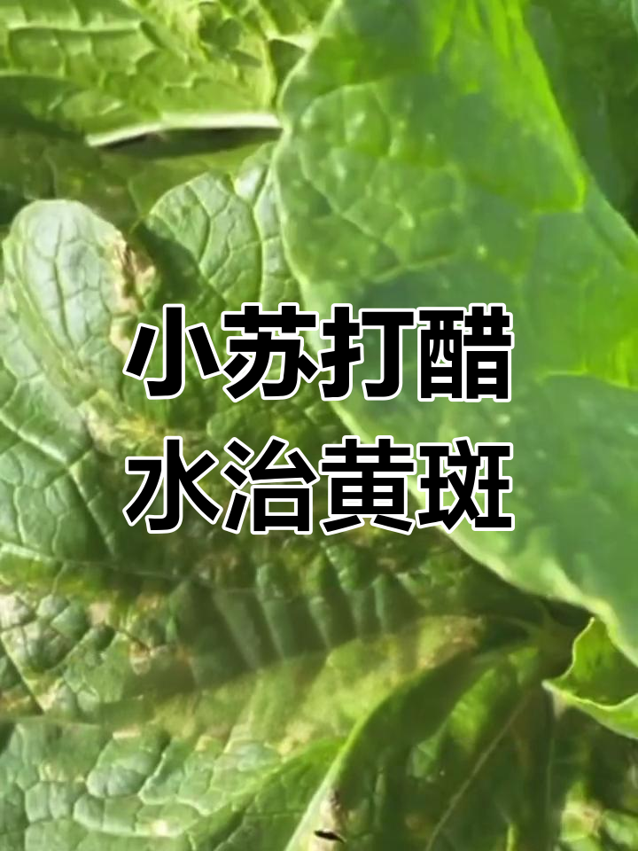蔬菜叶斑病防治法