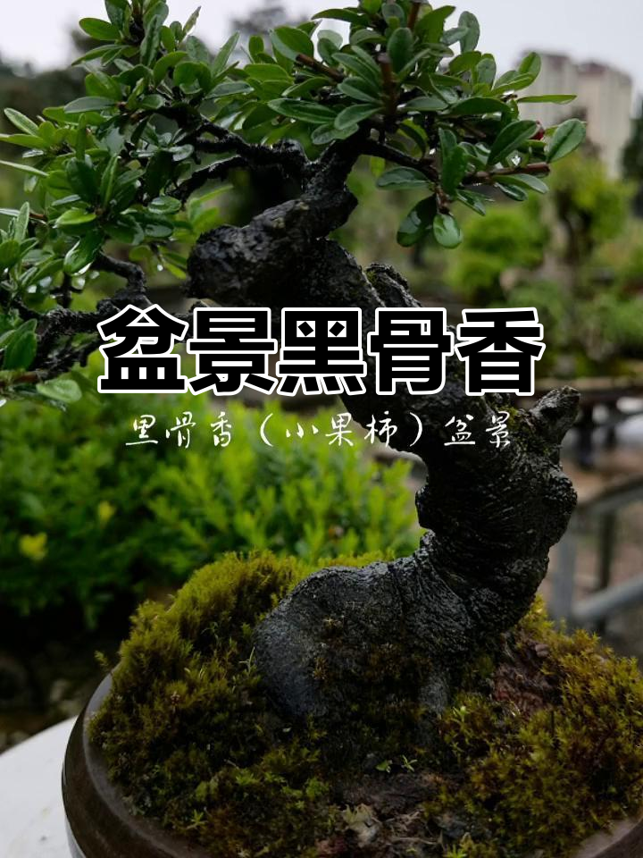 黑骨香,小果柿,盆景中的独特矮灌木