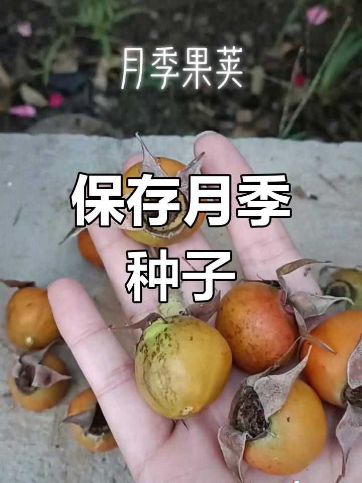 月季花果实的采摘与冷藏技巧