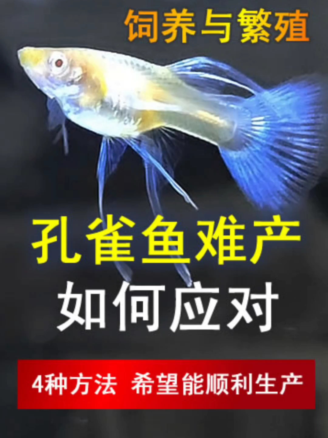 孔雀鱼难产了,4种方法帮你解决问题