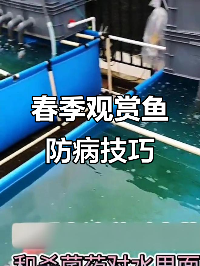 春季鱼病防治:杀虫杀菌全攻略,注意观察浮头现象