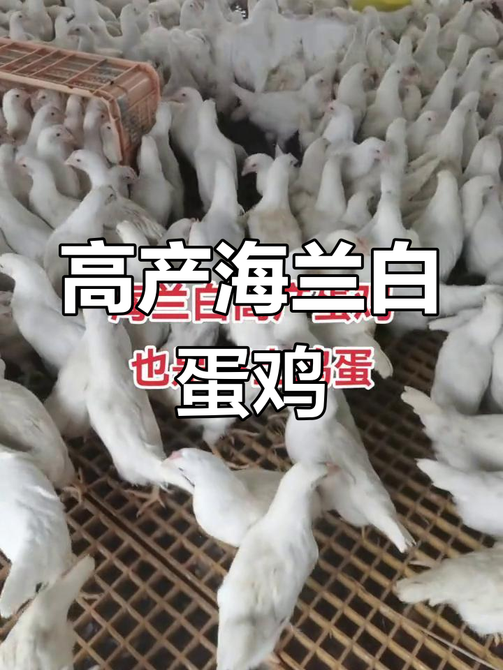 海南白高产蛋鸡苗,养殖技术全解析