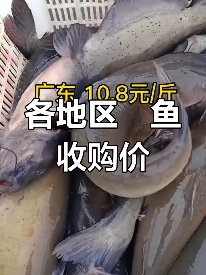 鮰鱼价格波动较小,各地收购价差异不大
