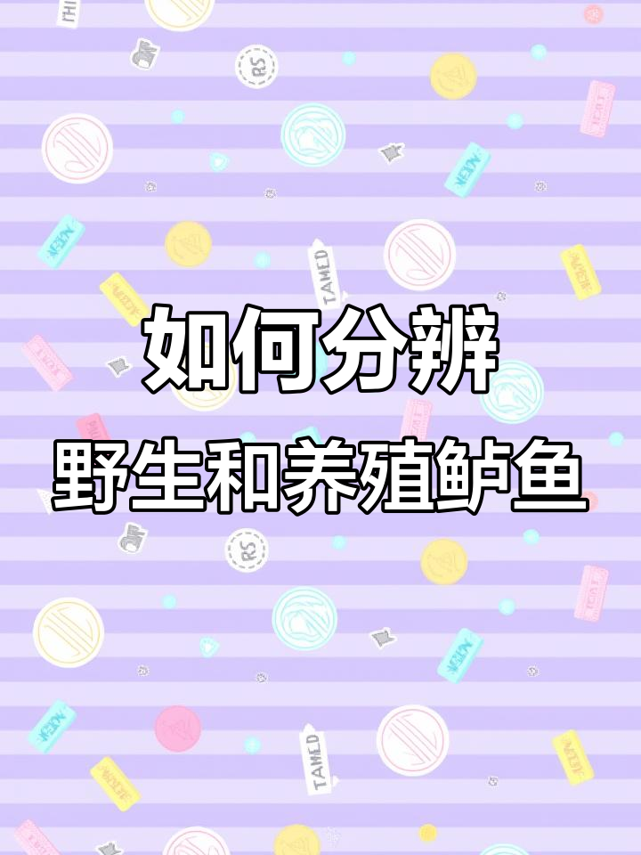 野生与养殖鲈鱼大比拼,老司机一眼识破!