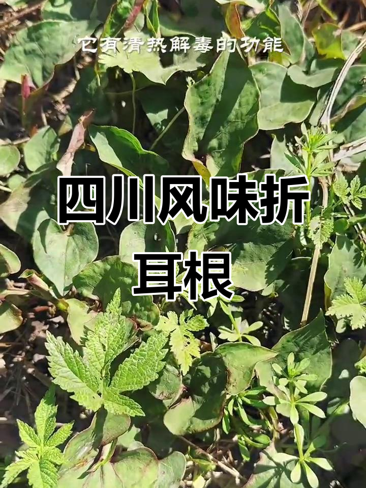 折耳根凉拌川味,爽口开胃又清热解毒