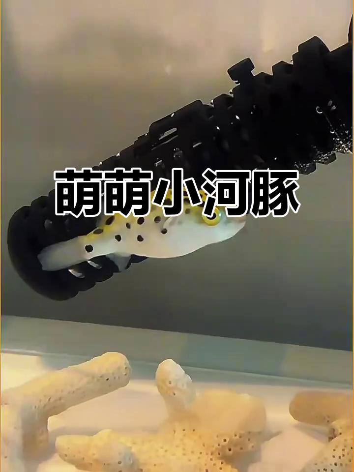 小河豚生气时膨胀，萌态十足，游动慢悠悠，让人忍俊不禁